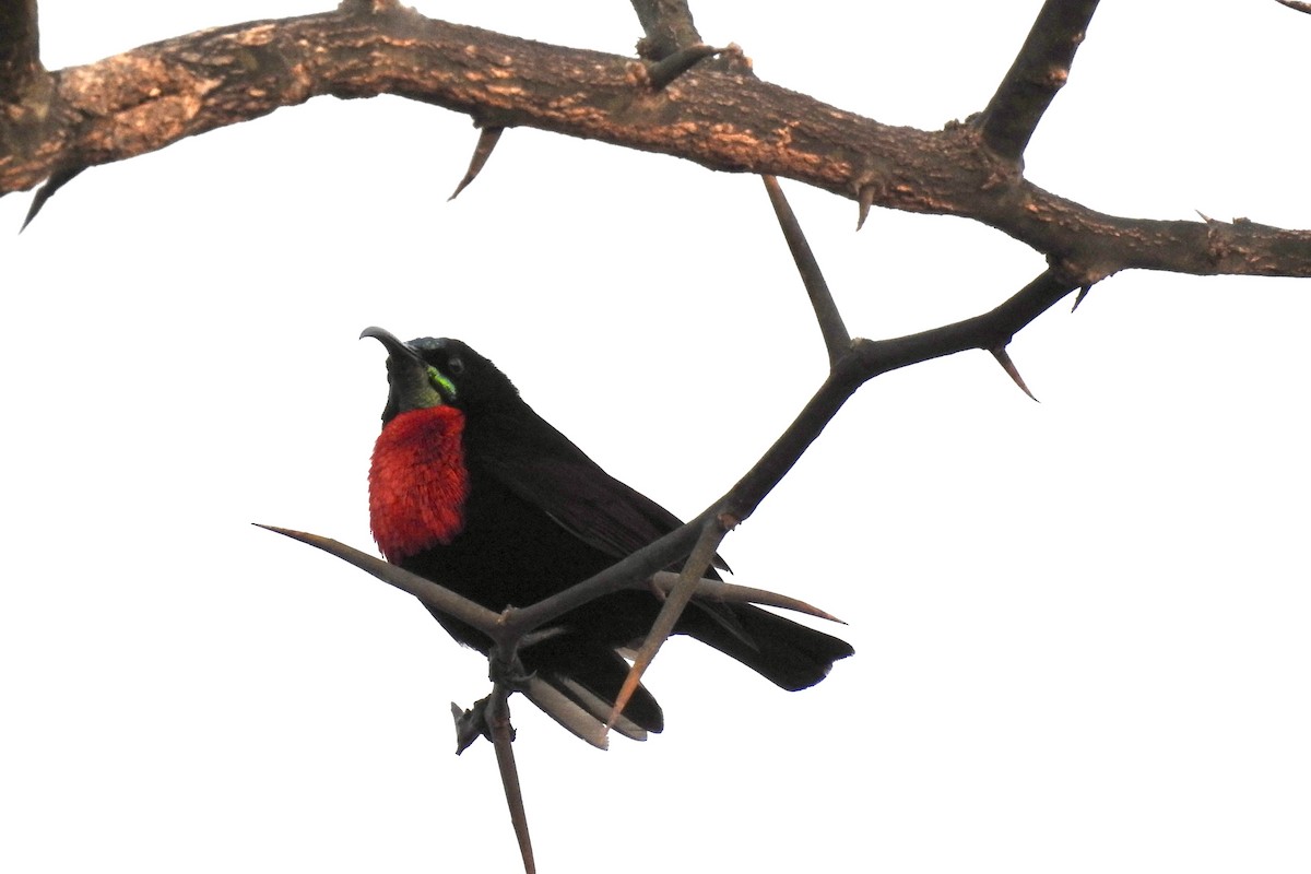 Scarlet-chested Sunbird - ML642987827