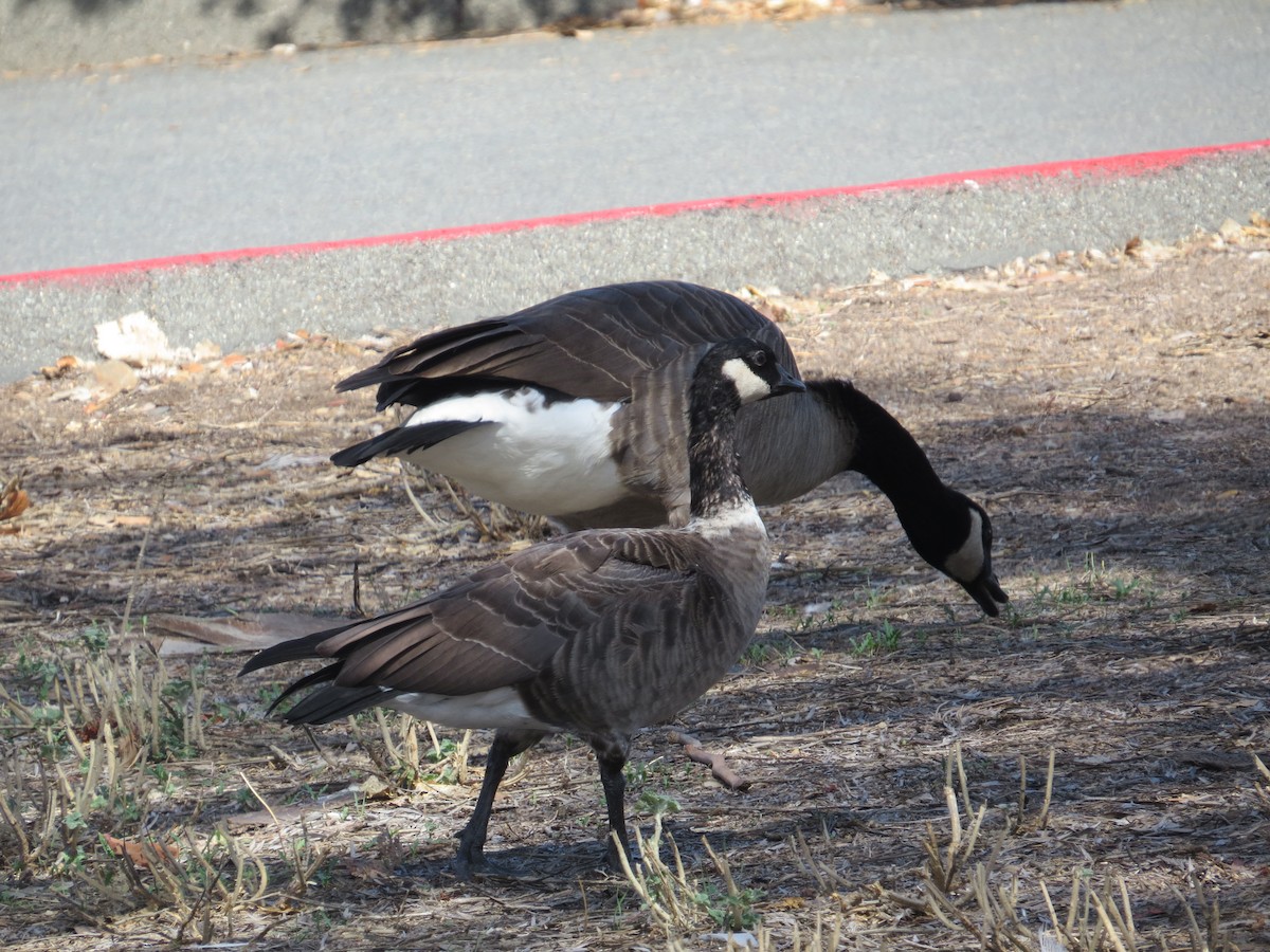 Cackling Goose - ML642987829