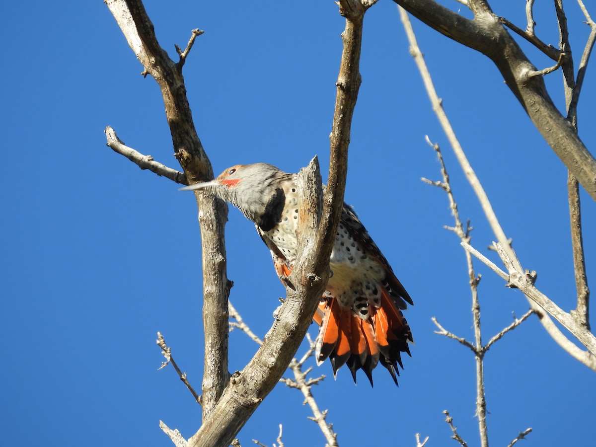 Northern Flicker (Red-shafted) - ML642987830