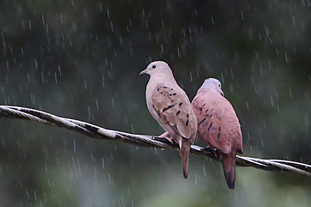 Ruddy Ground Dove - ML642987835