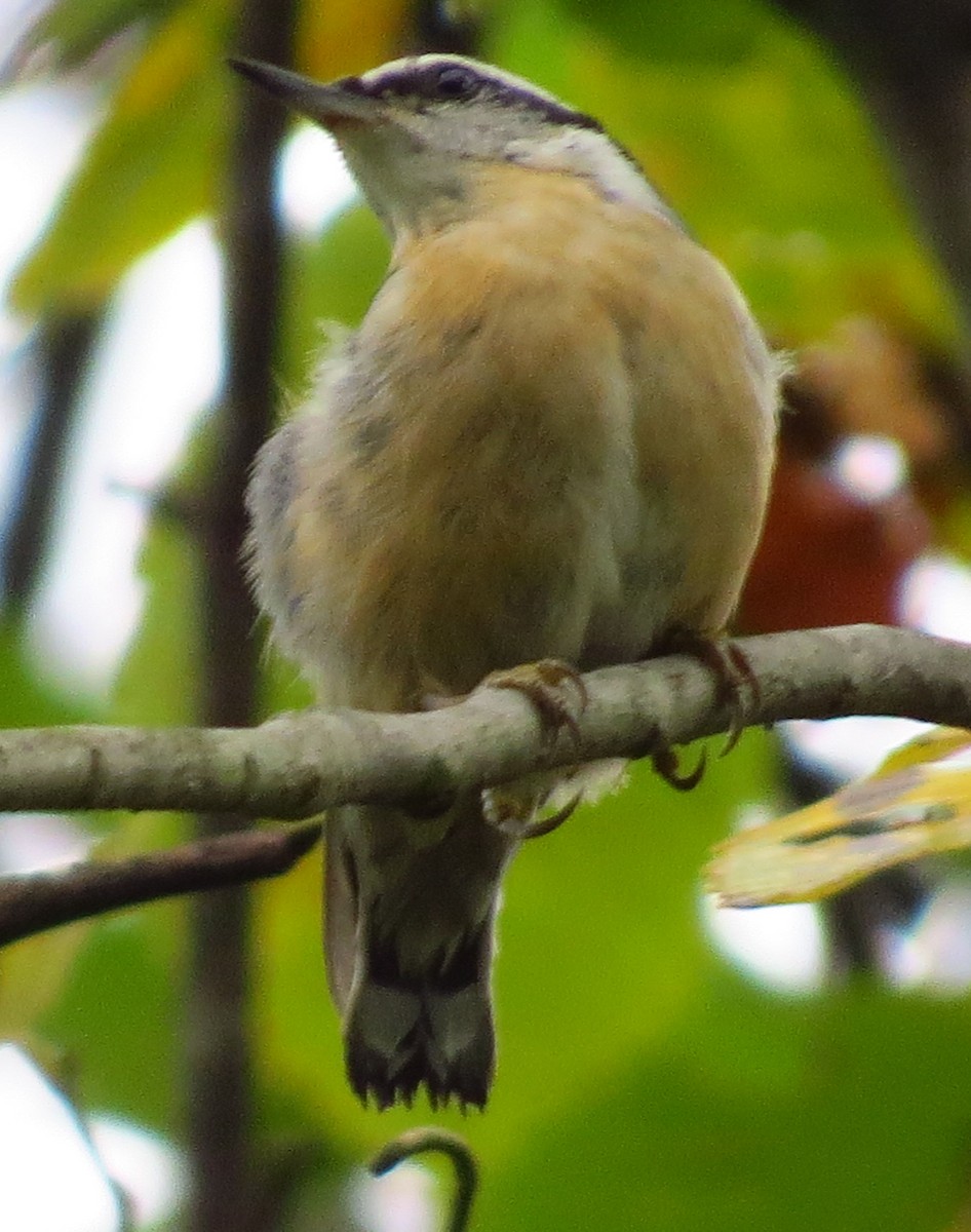 Red-breasted Nuthatch - ML642987836