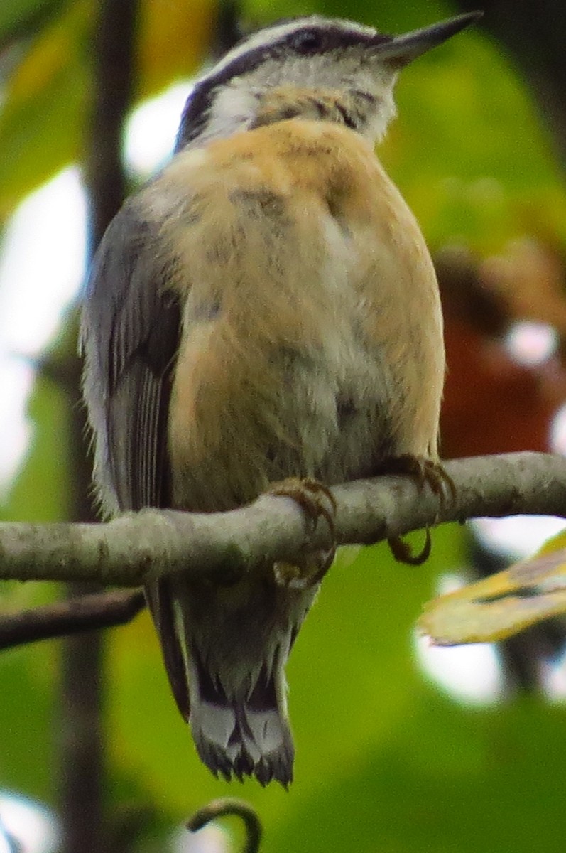 Red-breasted Nuthatch - ML642987837
