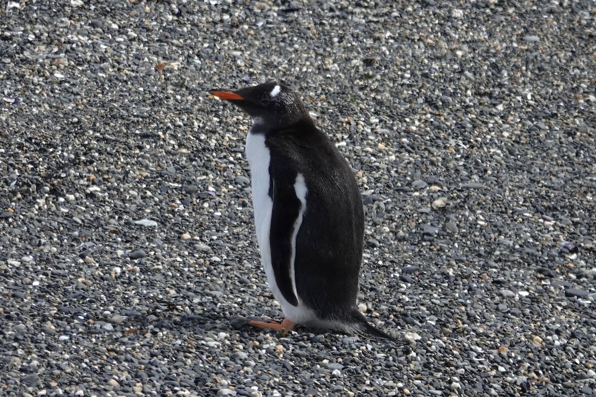 Gentoo Penguin - ML642987841