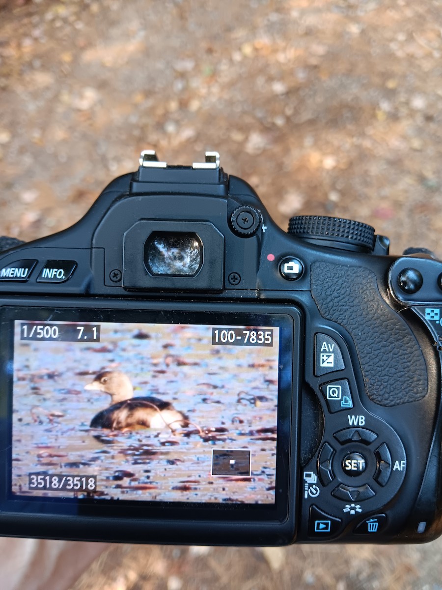 Pied-billed Grebe - ML642987846