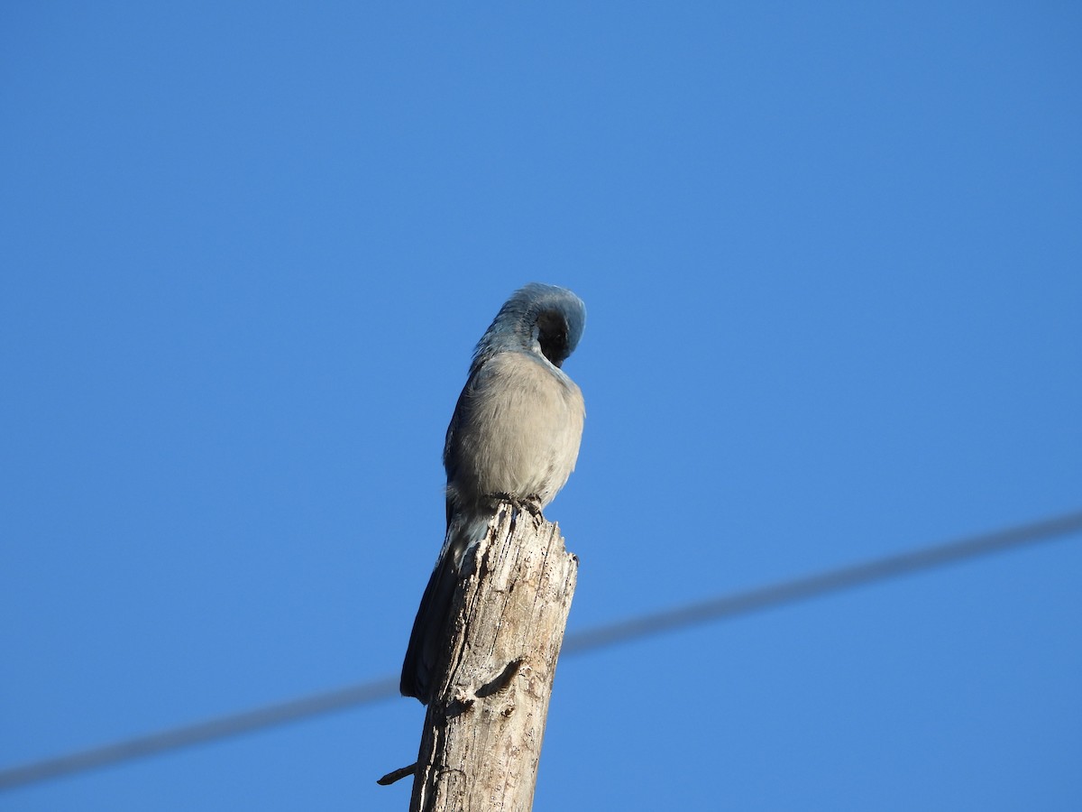 Woodhouse's Scrub-Jay - ML642987847
