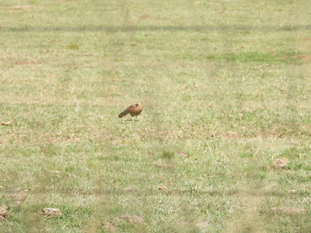 Chimango Caracara - ML642987849