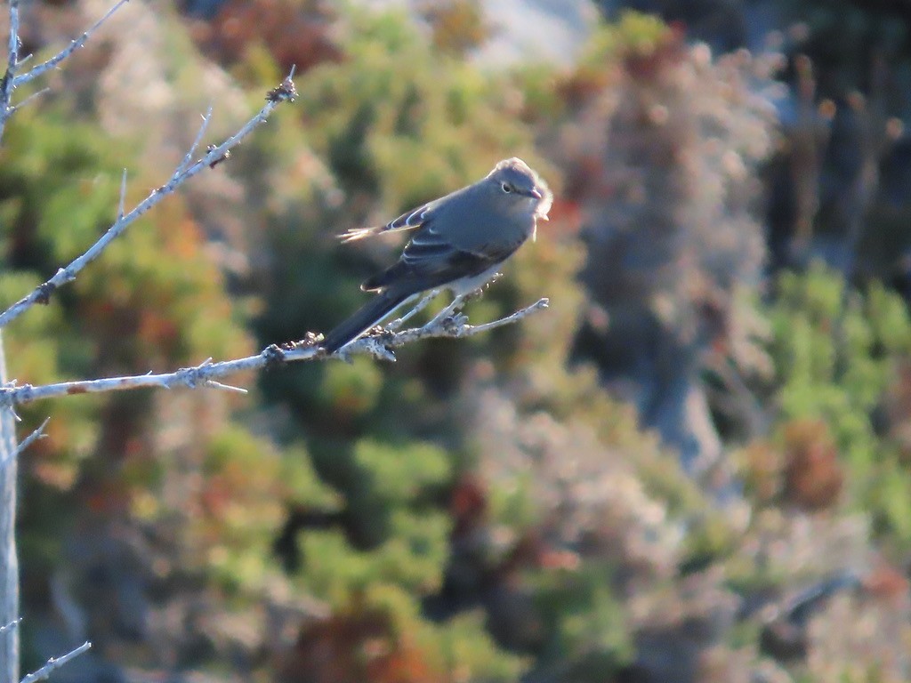 Townsend's Solitaire - ML642987851