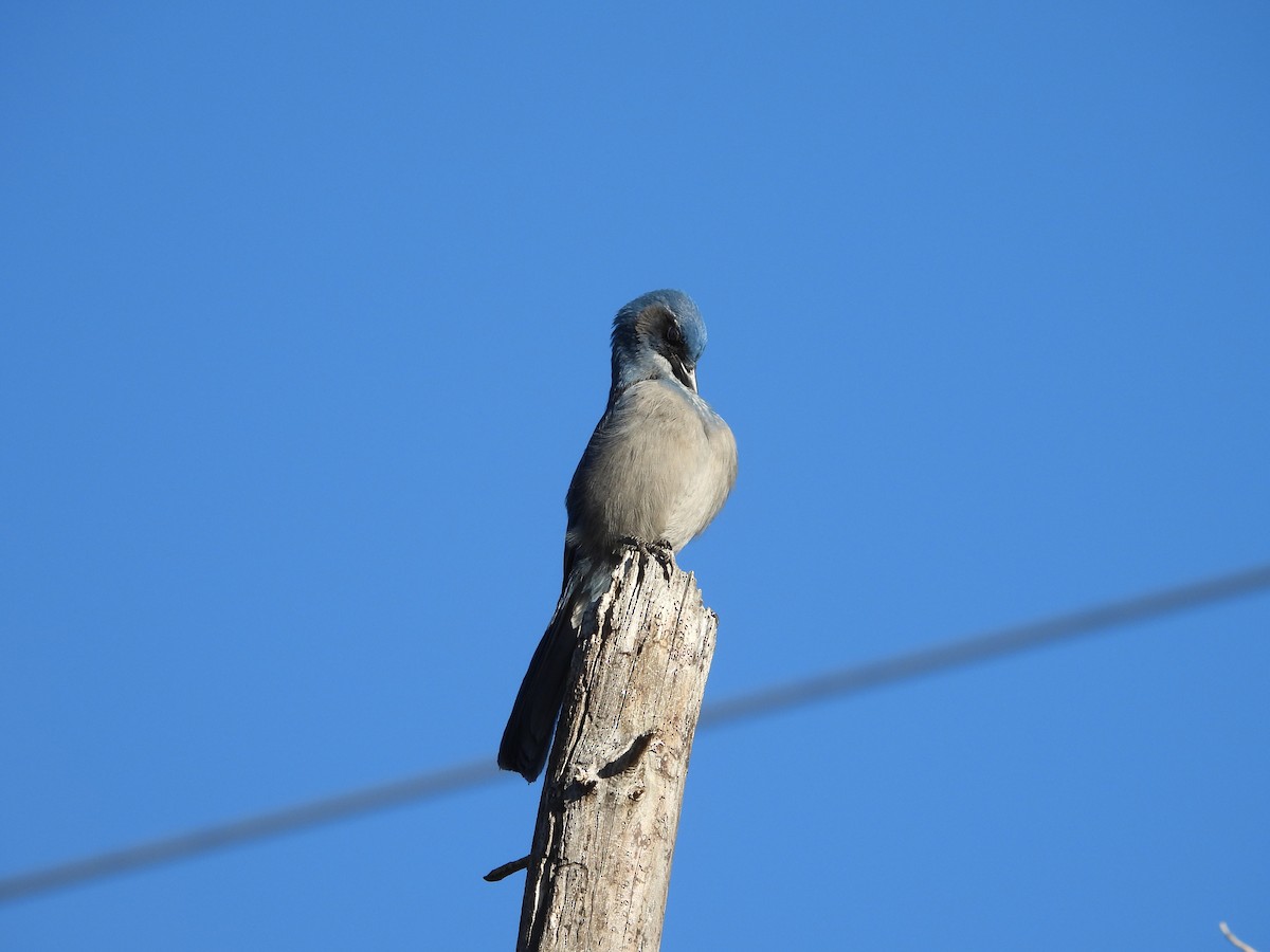 Woodhouse's Scrub-Jay - ML642987853