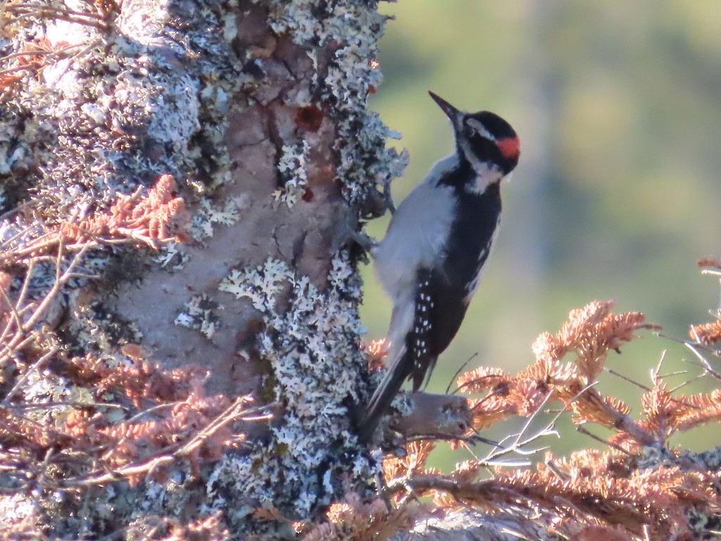 Hairy Woodpecker - ML642987861