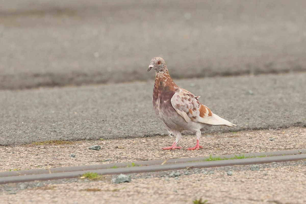Rock Pigeon (Feral Pigeon) - ML642987880