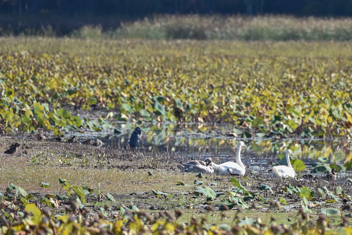 Mute Swan - ML642987895
