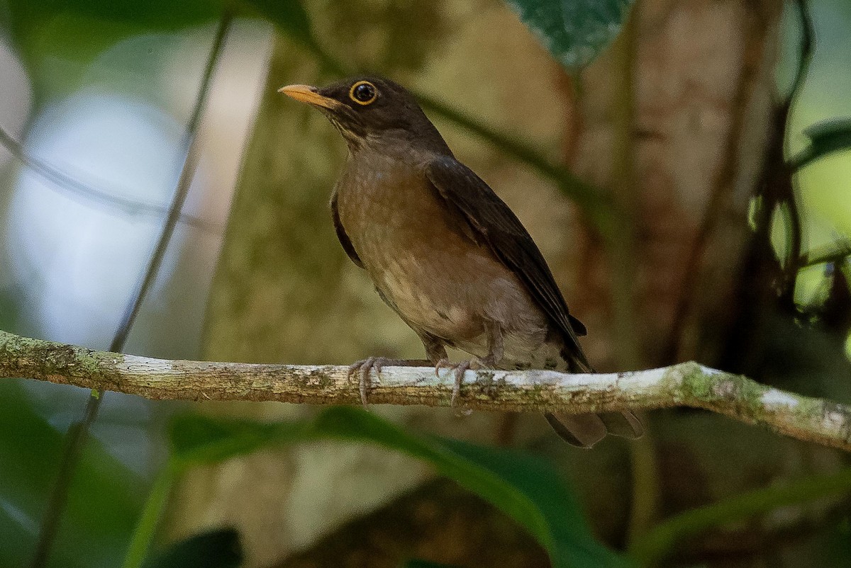 Lawrence's Thrush - ML642987903