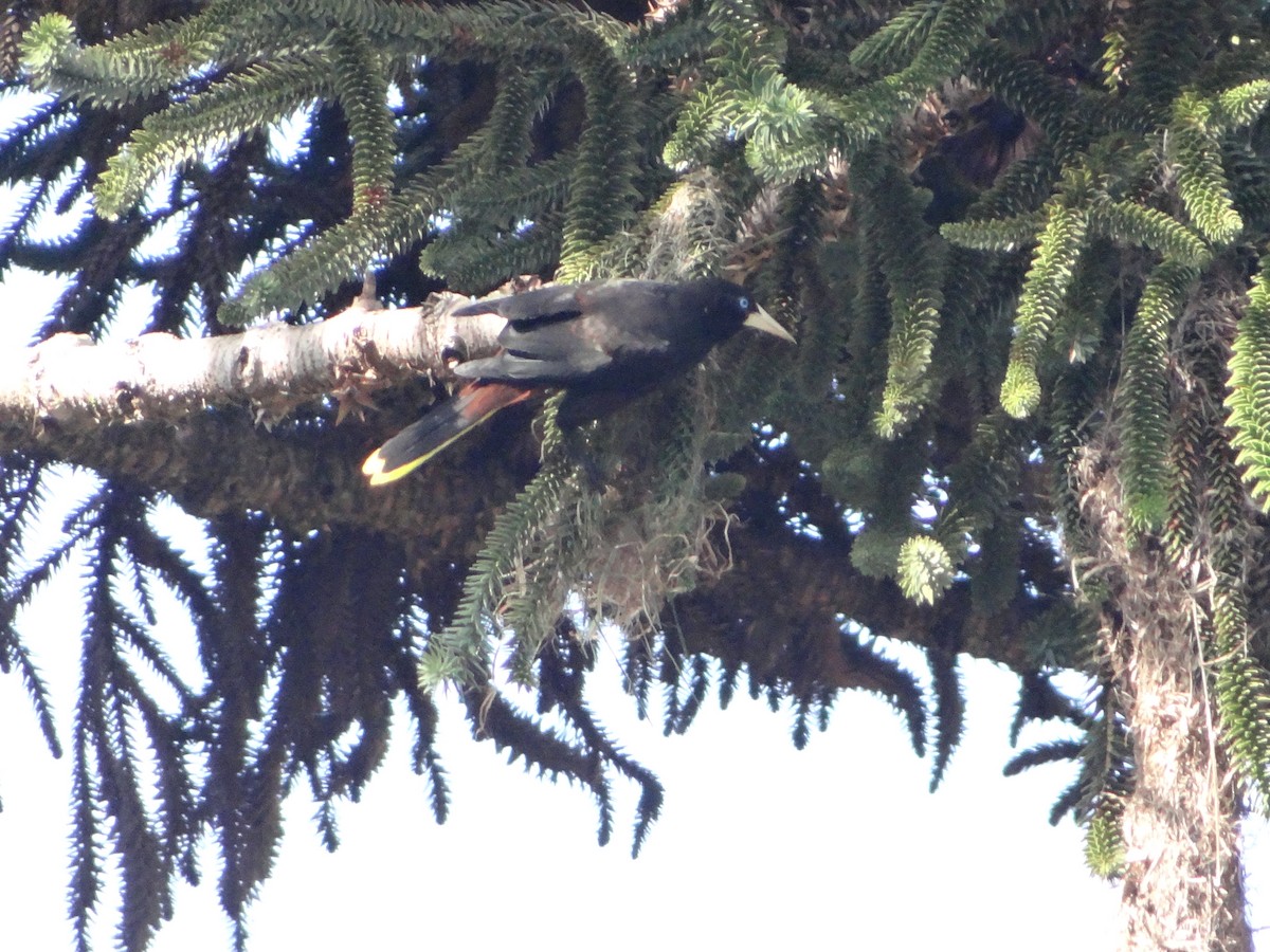 Crested Oropendola - ML642987908