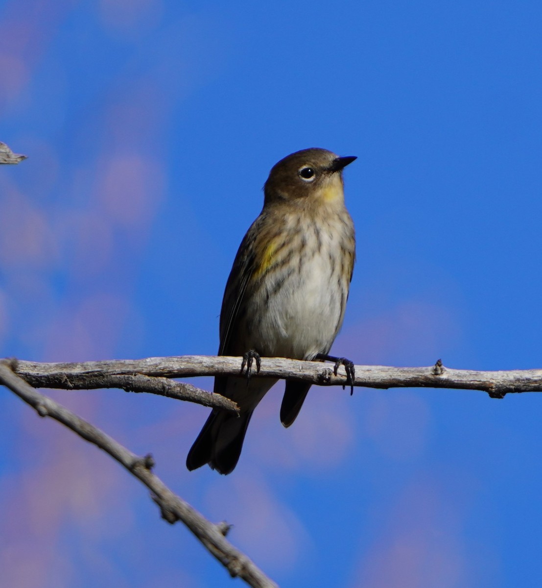 Yellow-rumped Warbler - ML642987938