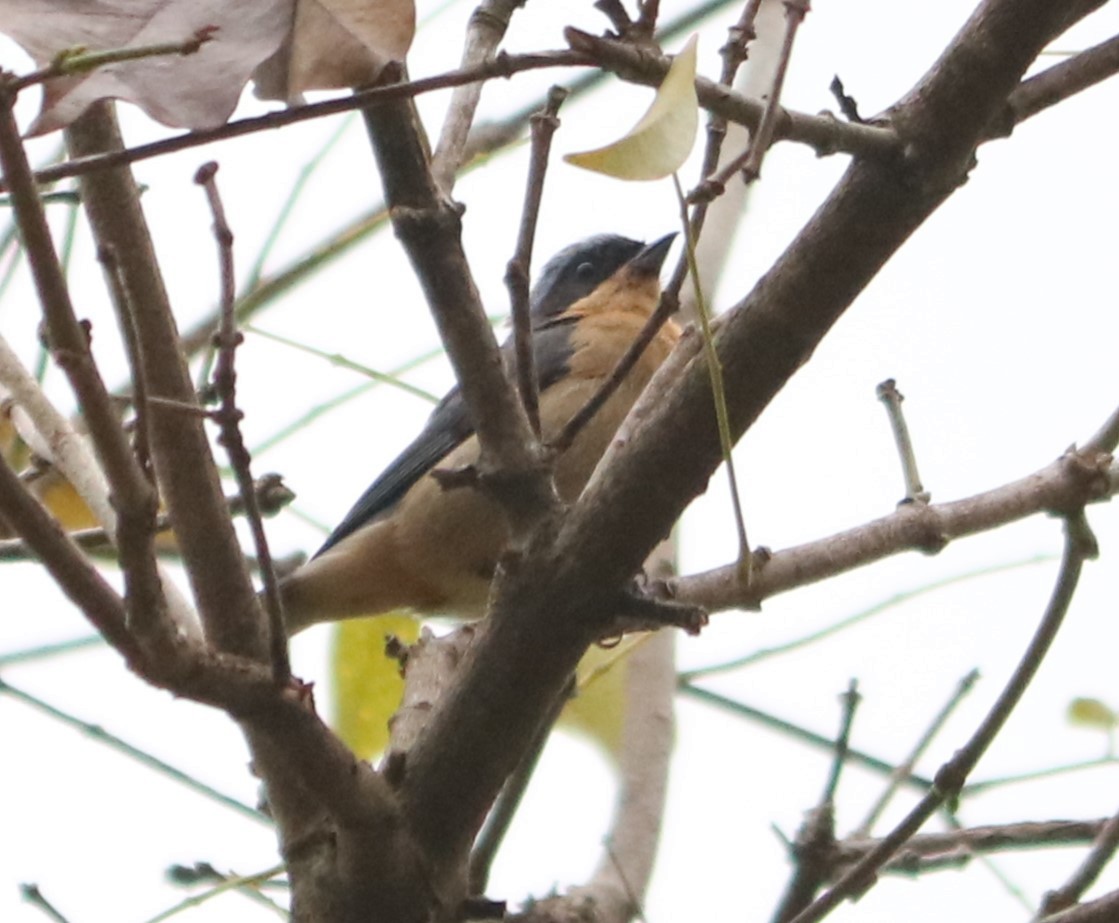 Fawn-breasted Tanager - ML642987946