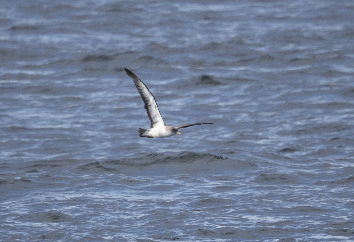 Cory's/Scopoli's Shearwater - ML642987988