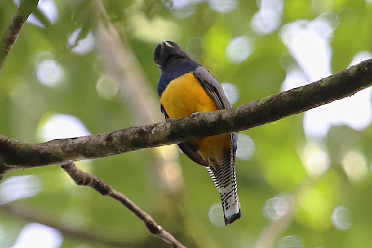 Gartered Trogon - ML642987990