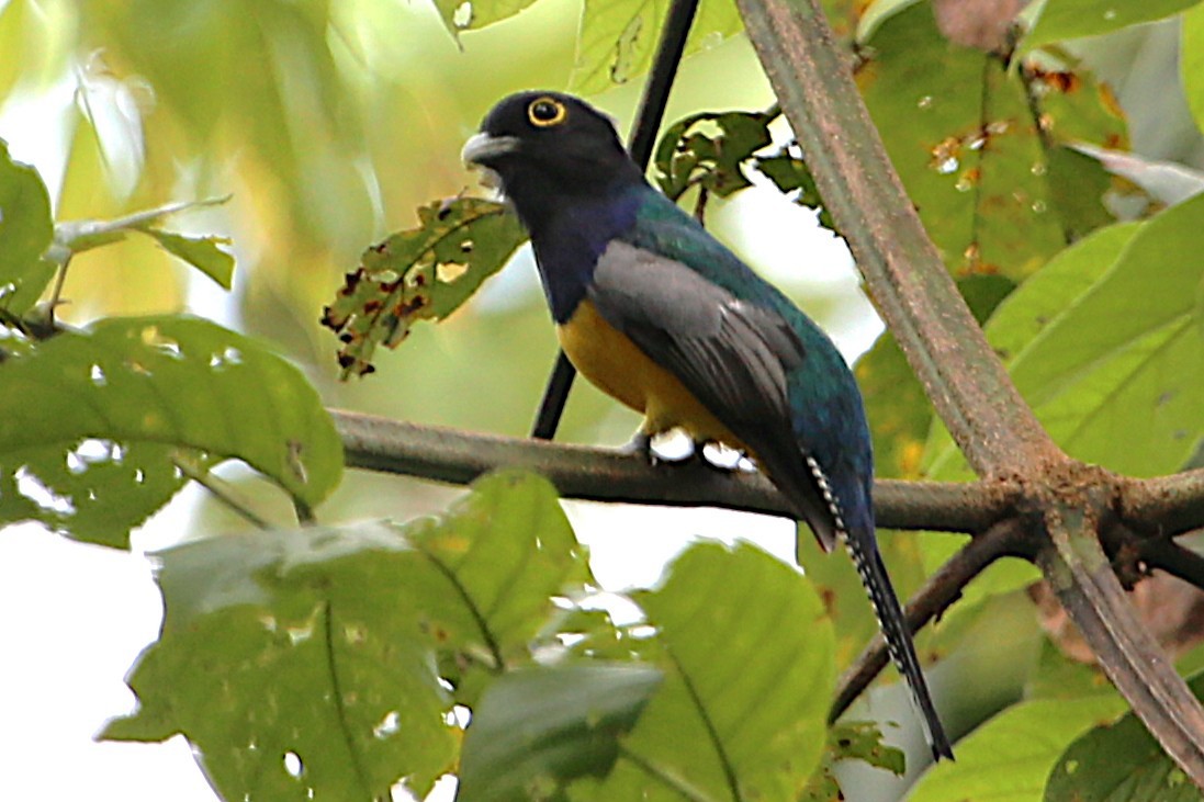 Gartered Trogon - ML642987992