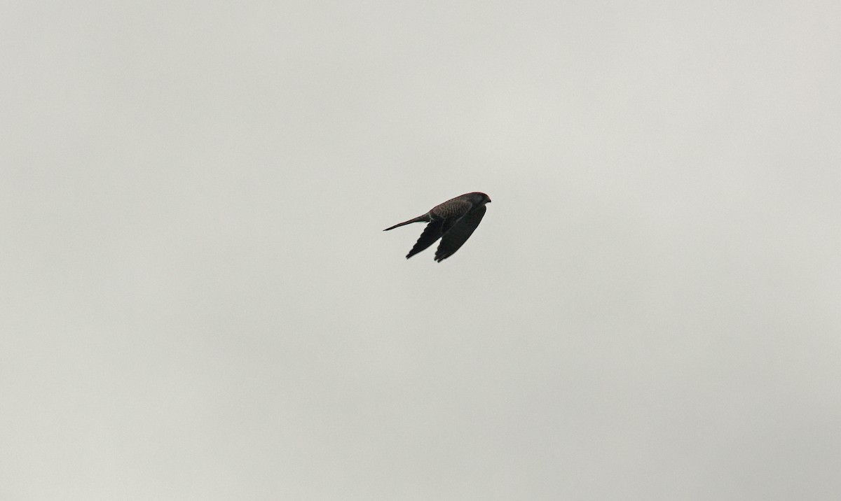 Eurasian Kestrel - ML642988008