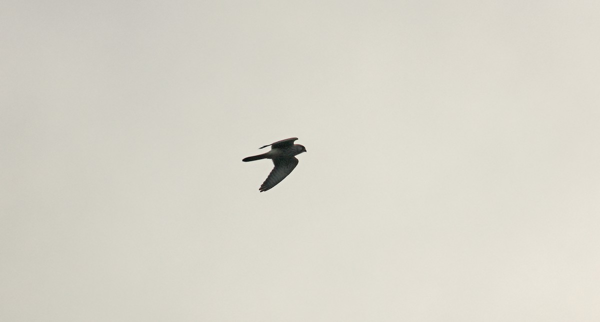 Eurasian Kestrel - ML642988010