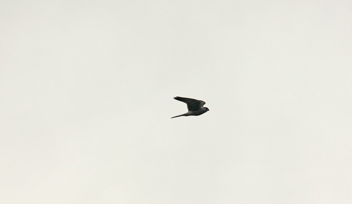 Eurasian Kestrel - ML642988012