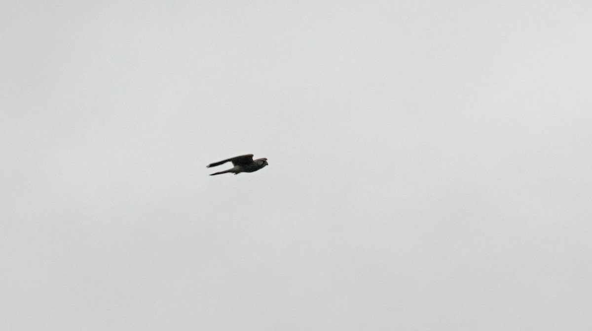 Eurasian Kestrel - ML642988014
