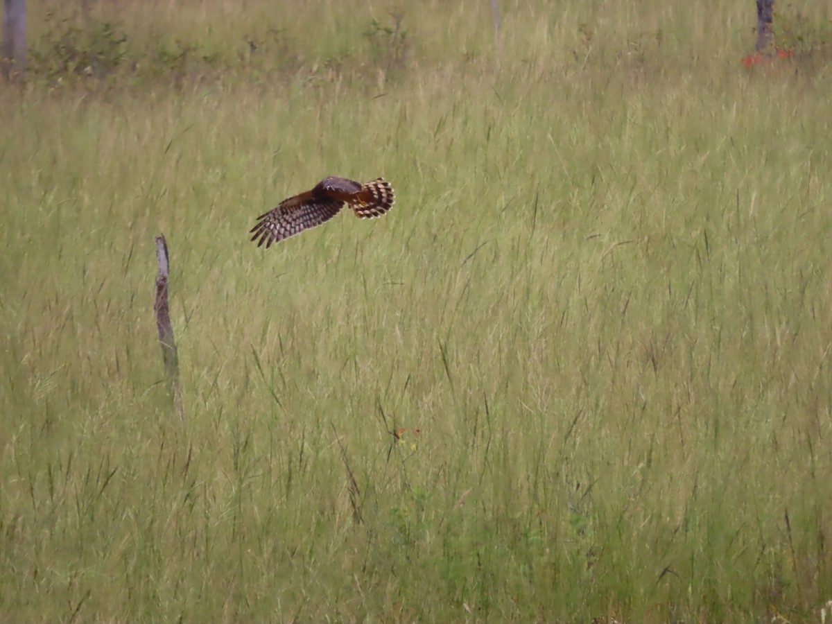 Northern Harrier - ML642988024