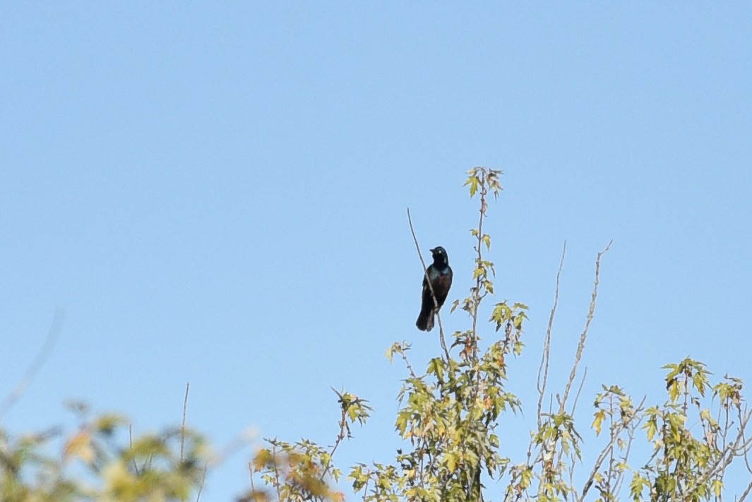 Common Grackle - ML642988027