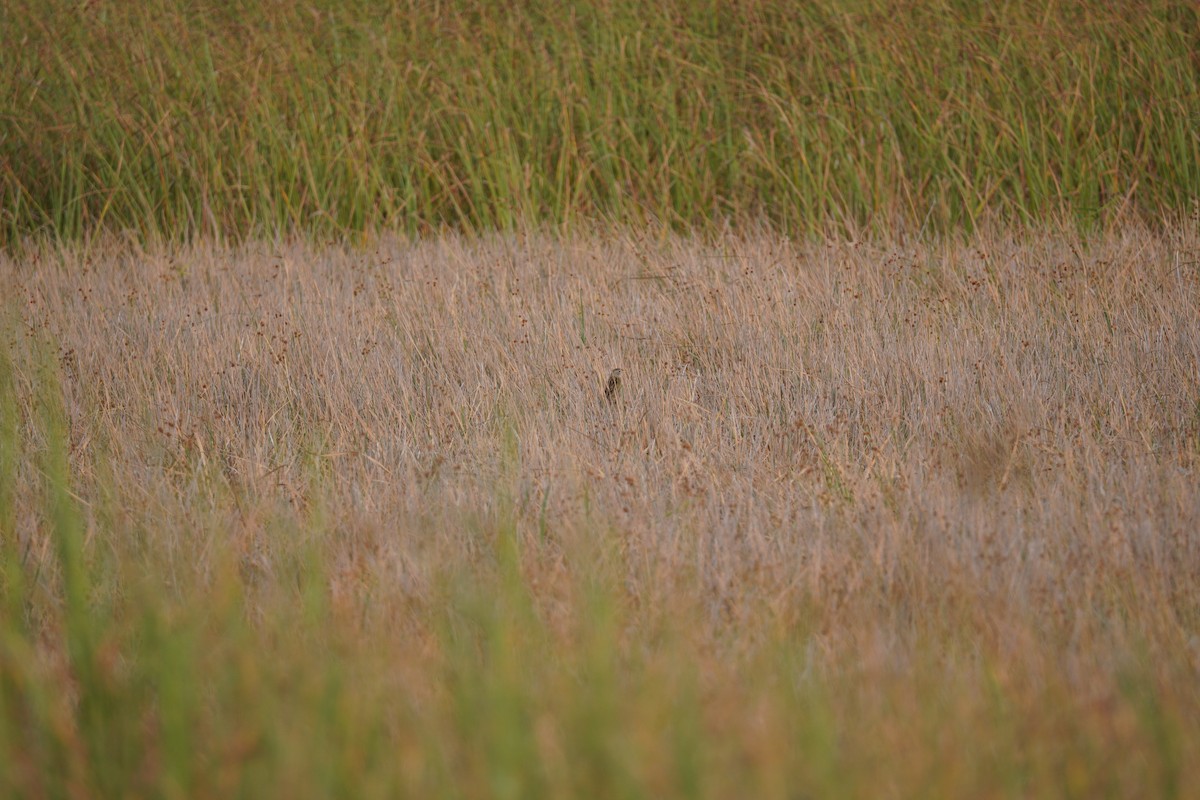 Wedge-tailed Grass-Finch - ML642988030