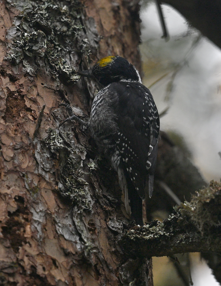 American Three-toed Woodpecker (Eastern) - ML642988032