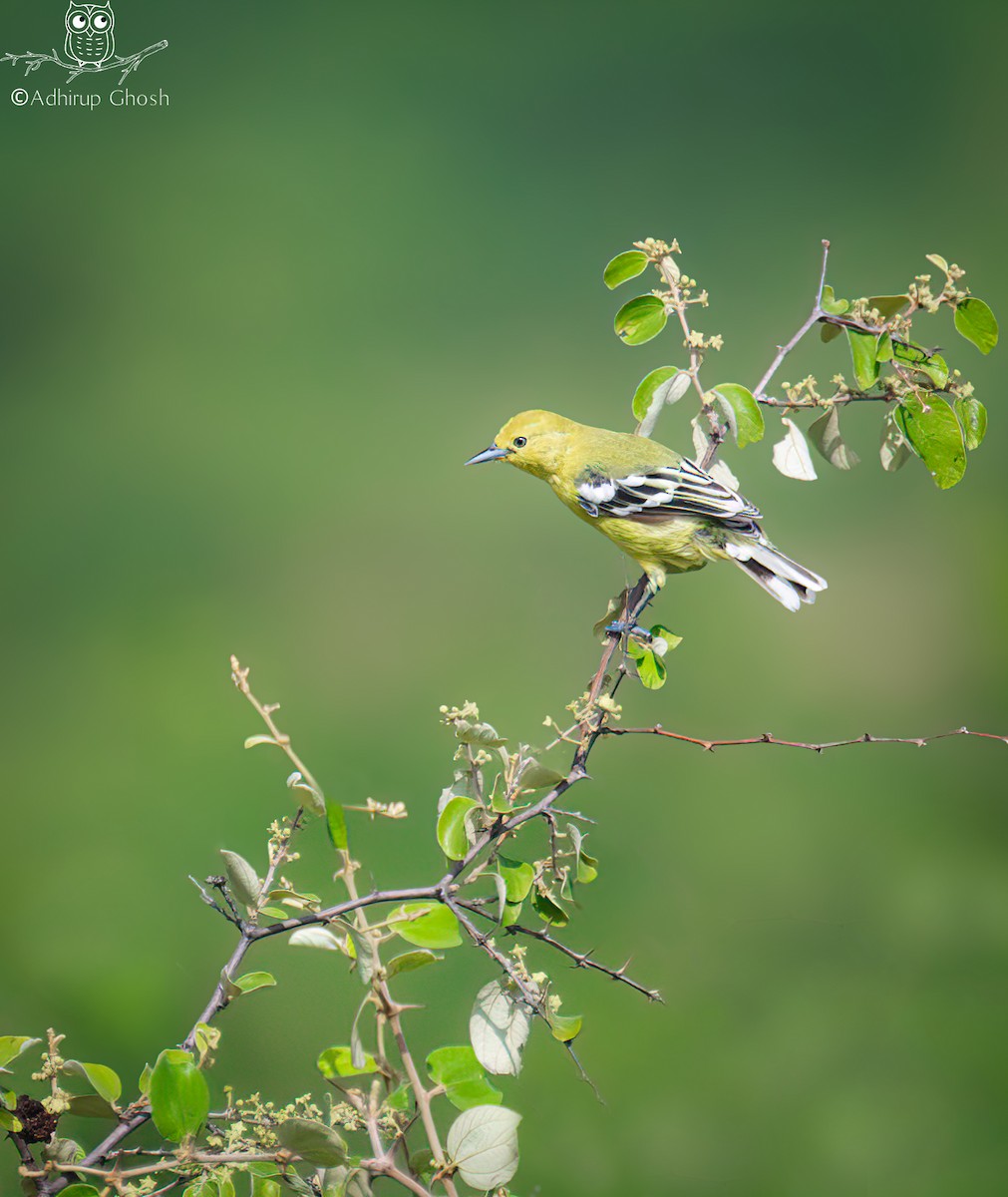 White-tailed Iora - ML642988036
