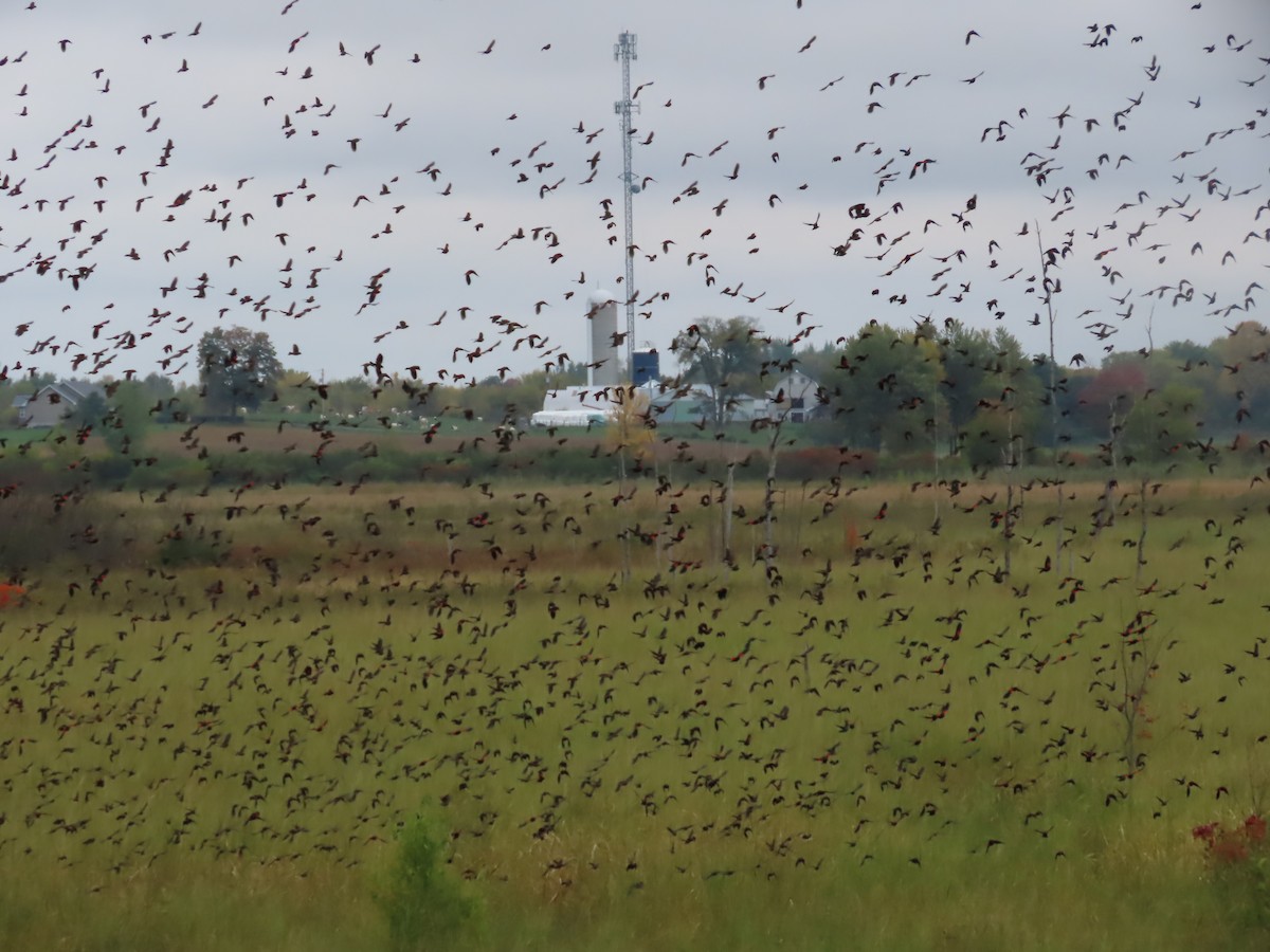 Red-winged Blackbird - ML642988053