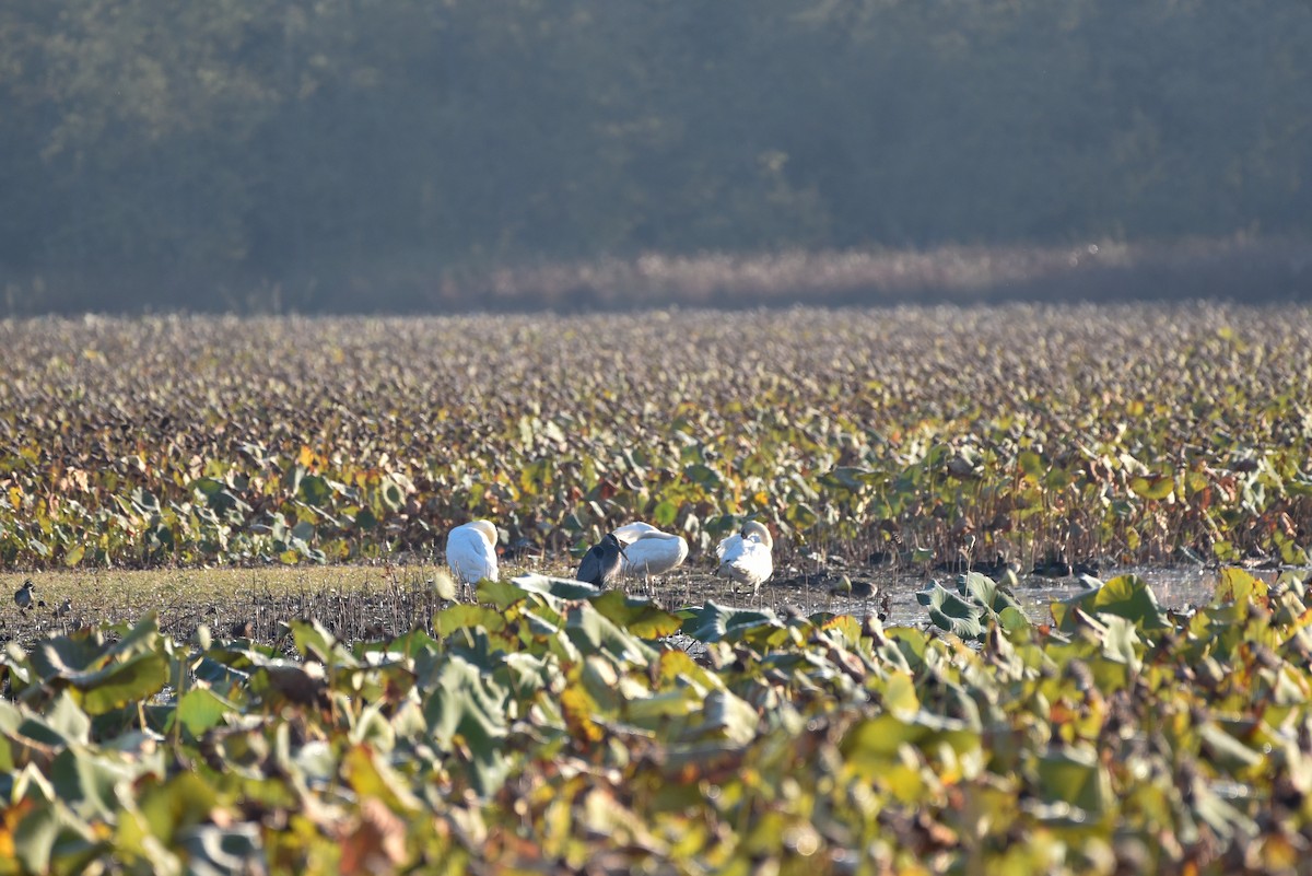 Mute Swan - ML642988079