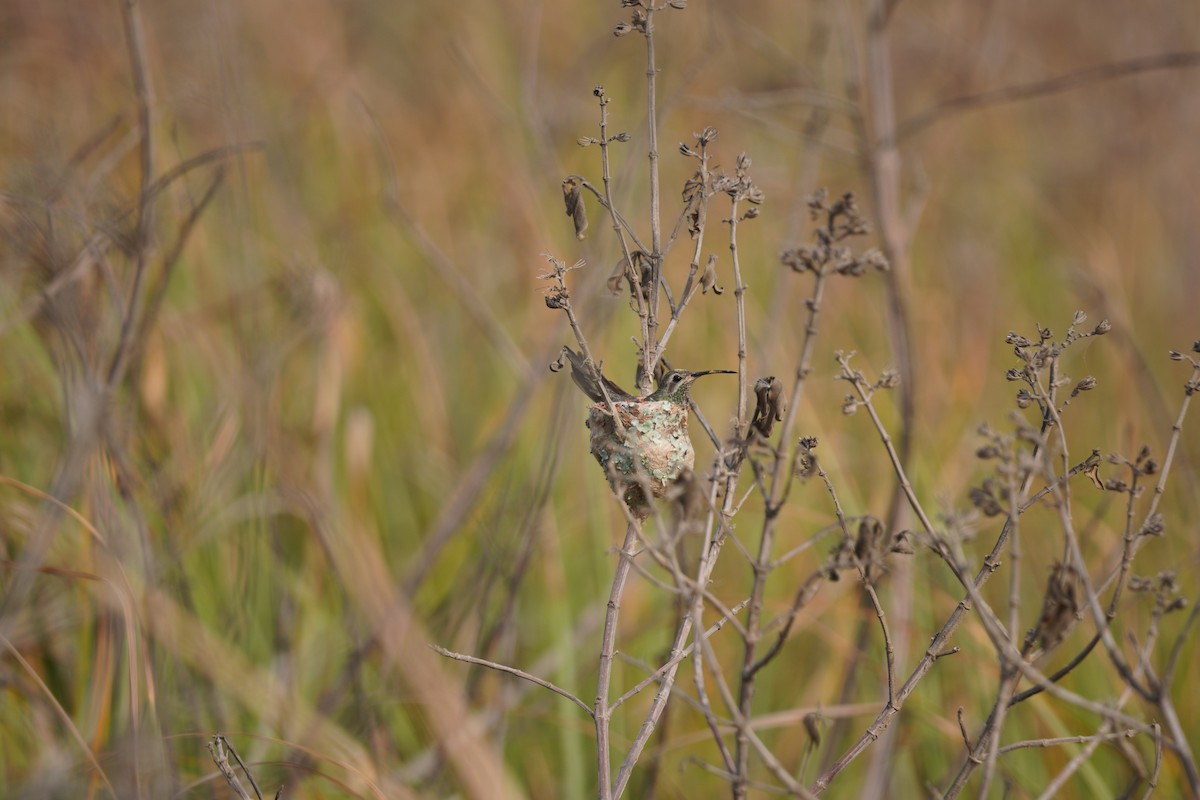 guainumbikolibri - ML642988088