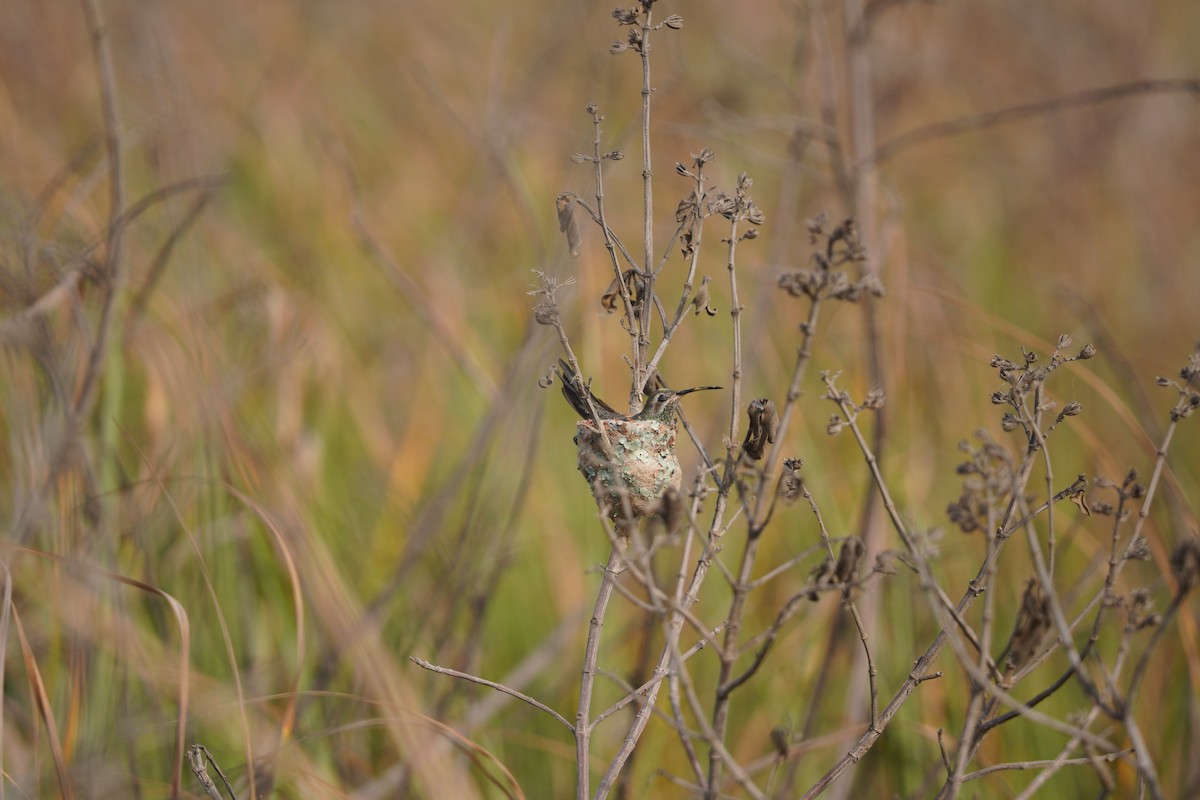 guainumbikolibri - ML642988089