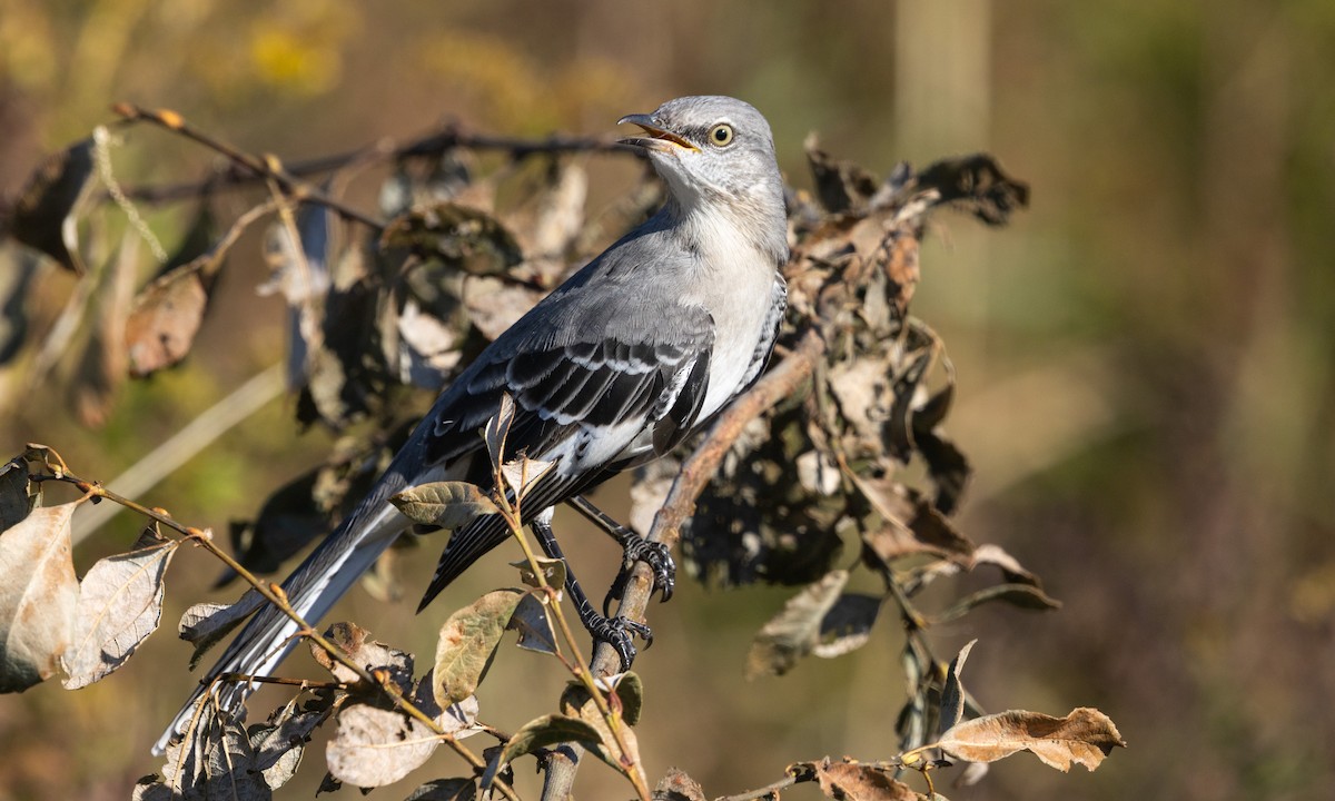 sangspottefugl - ML642988100