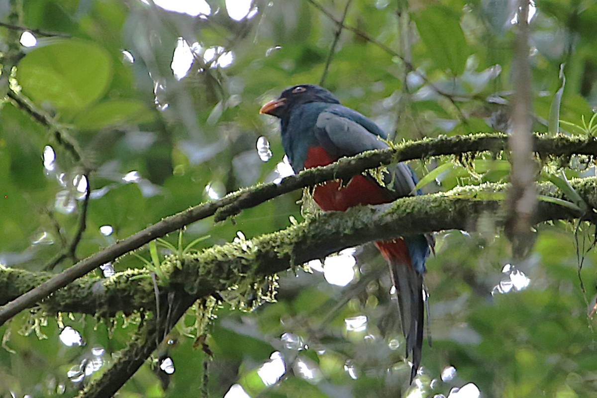 oransjenebbtrogon - ML642988101