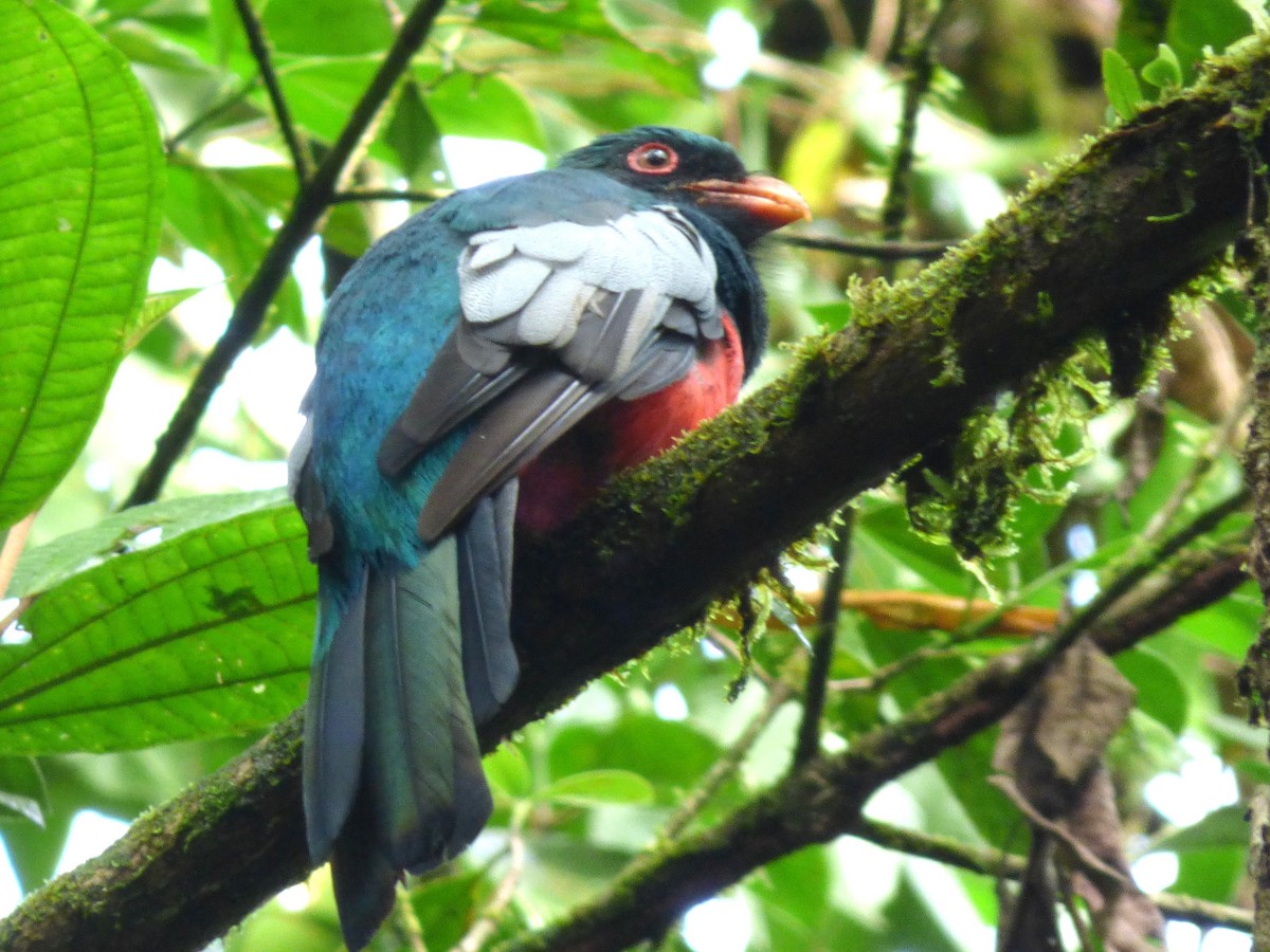 oransjenebbtrogon - ML642988102