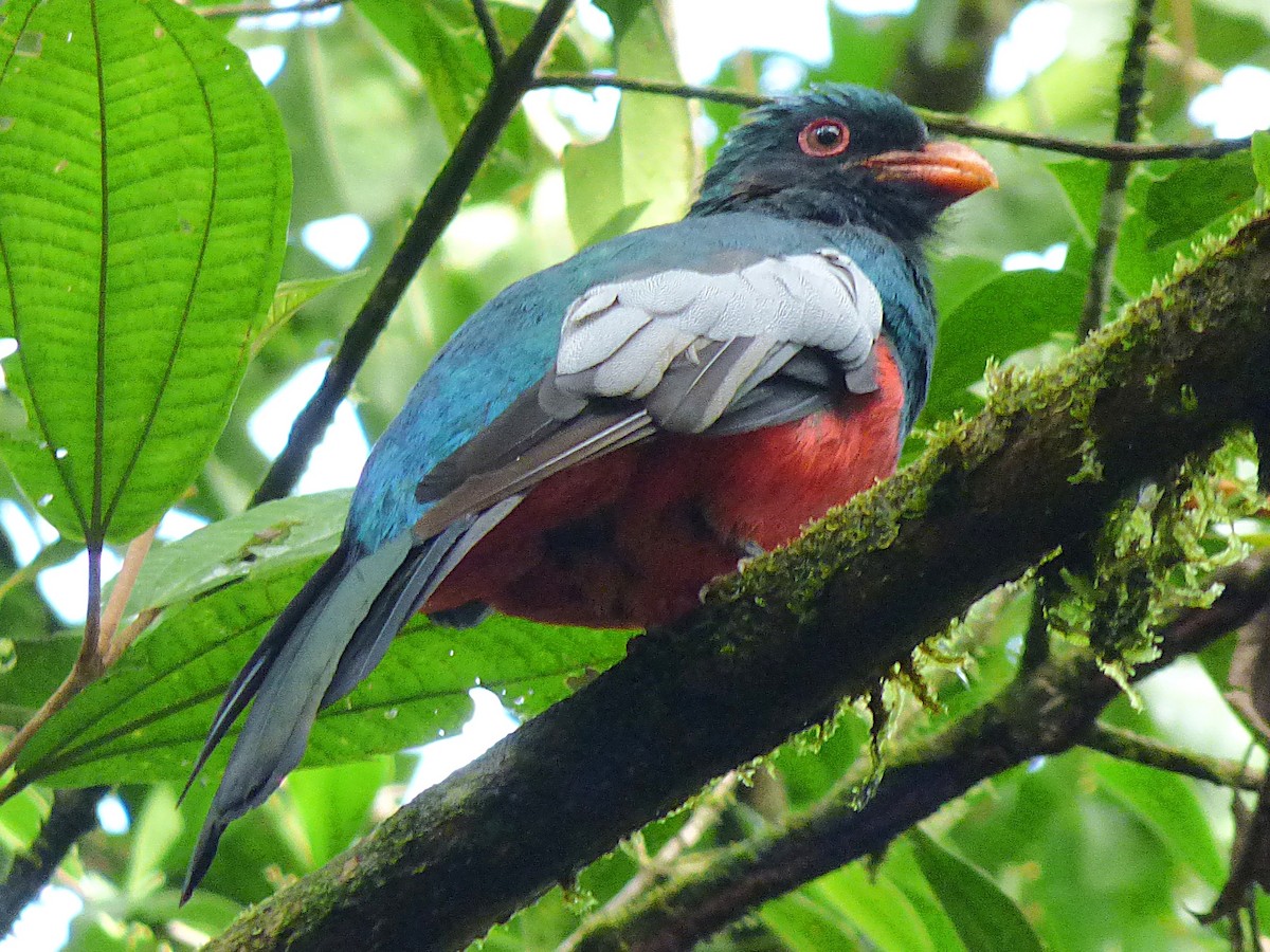 oransjenebbtrogon - ML642988103