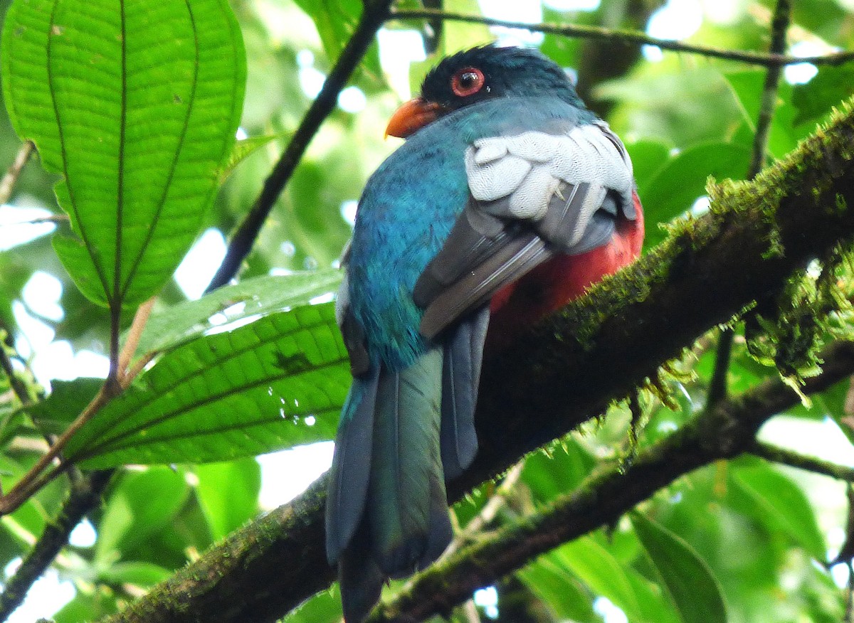 oransjenebbtrogon - ML642988104