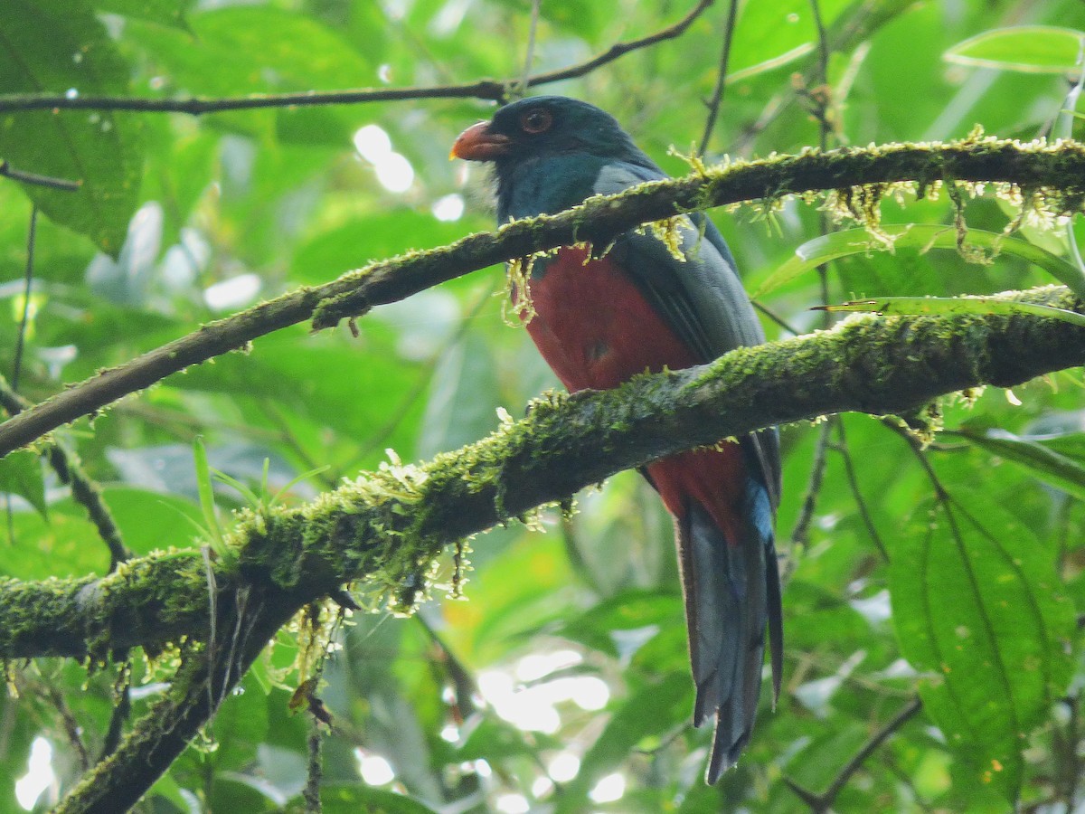 oransjenebbtrogon - ML642988105