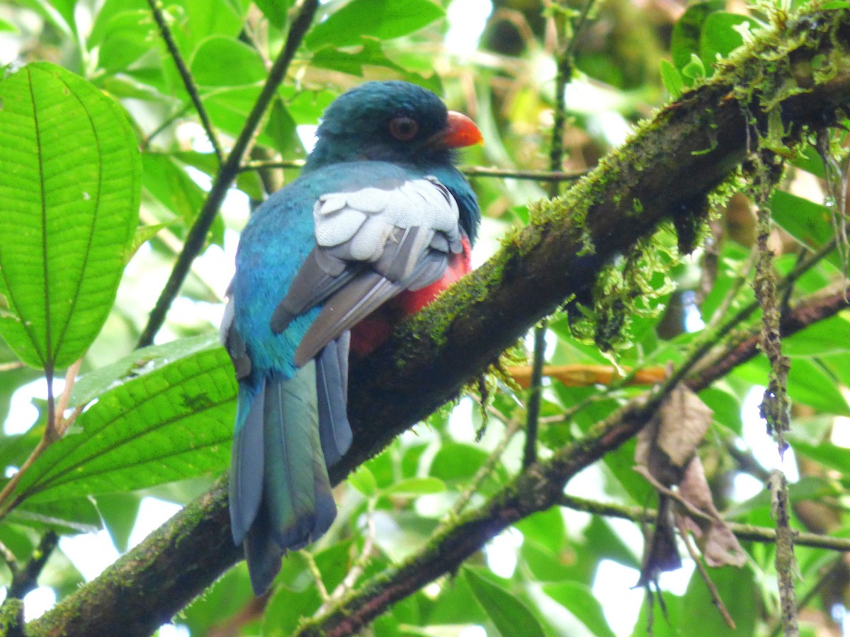 oransjenebbtrogon - ML642988106