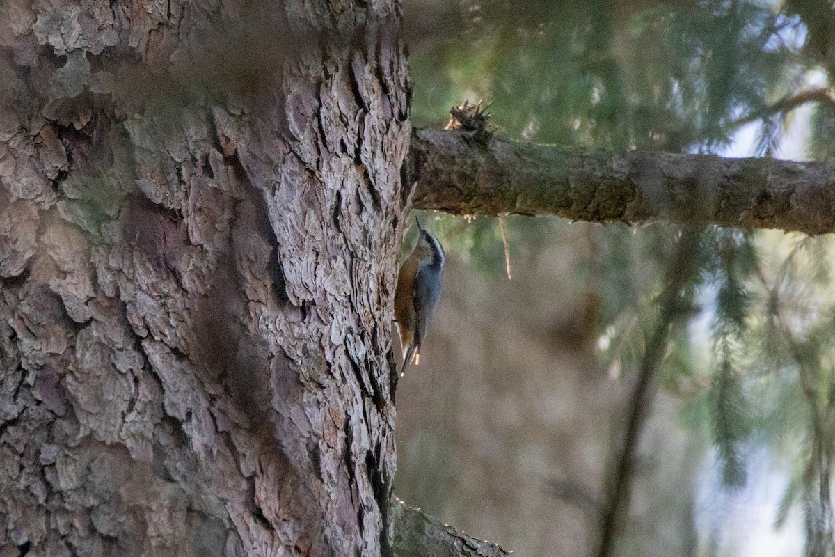 Red-breasted Nuthatch - ML642988119