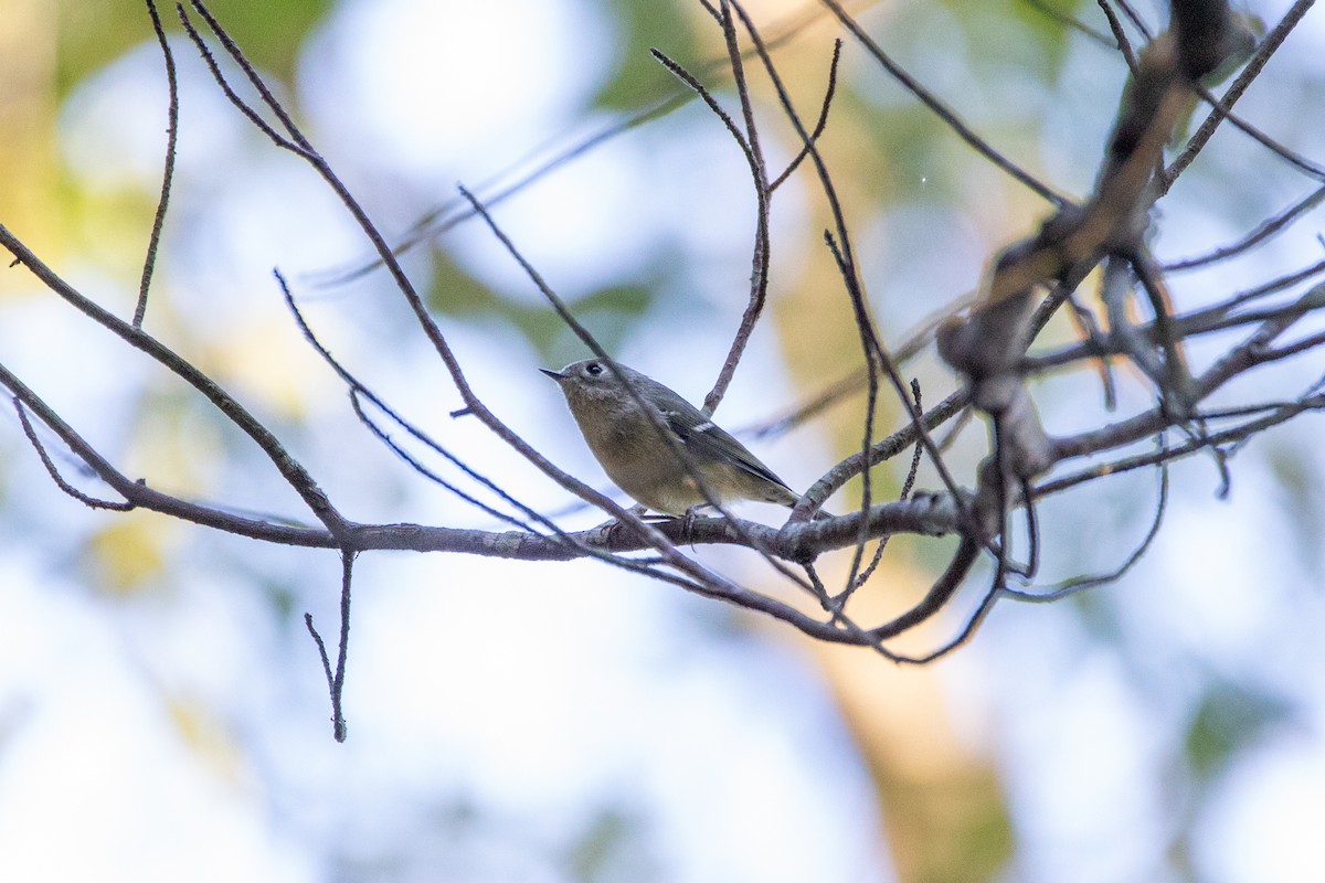 Ruby-crowned Kinglet - ML642988123