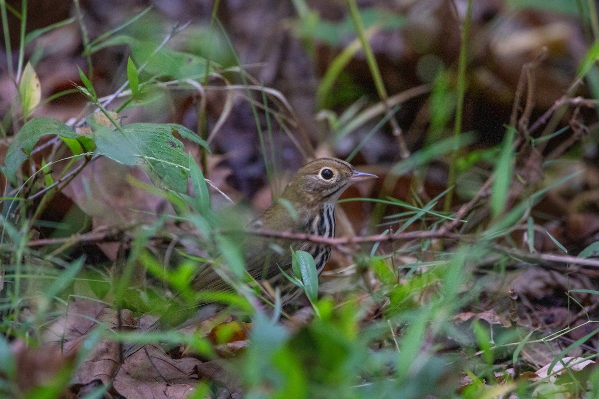 Ovenbird - ML642988130