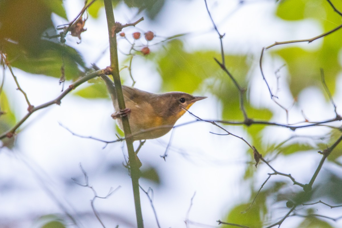 Common Yellowthroat - ML642988137