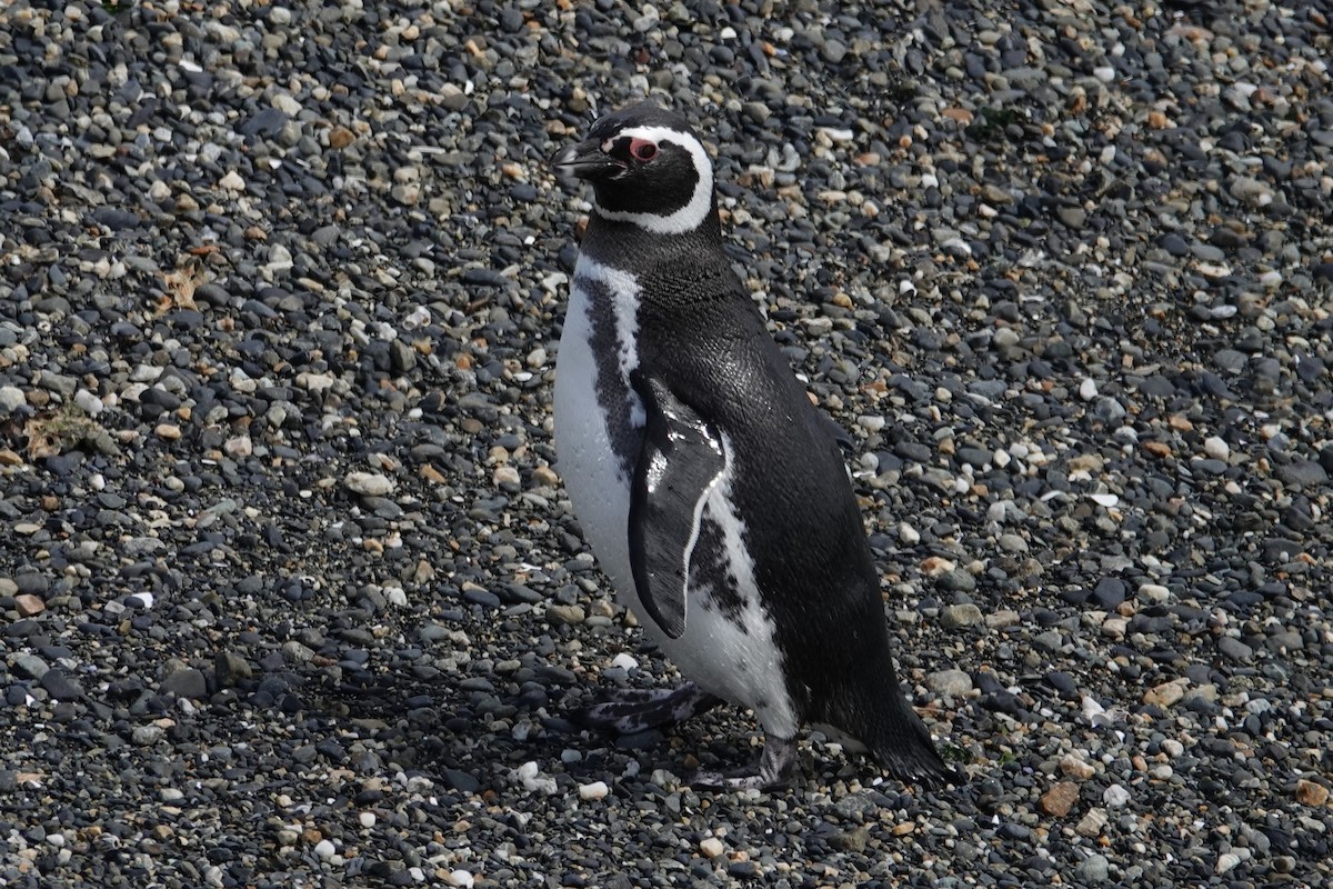 tučňák magellanský - ML642988139