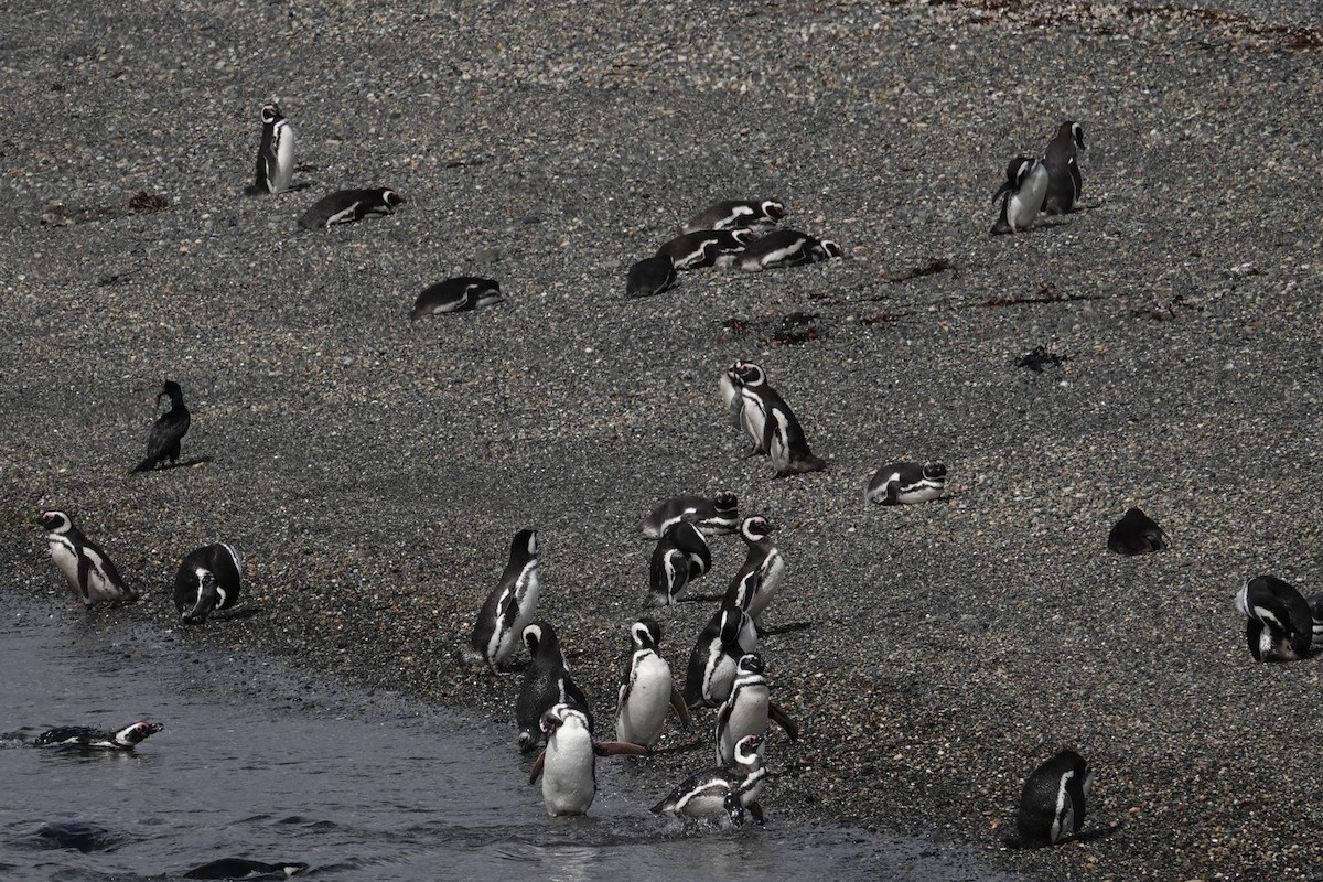 tučňák magellanský - ML642988140