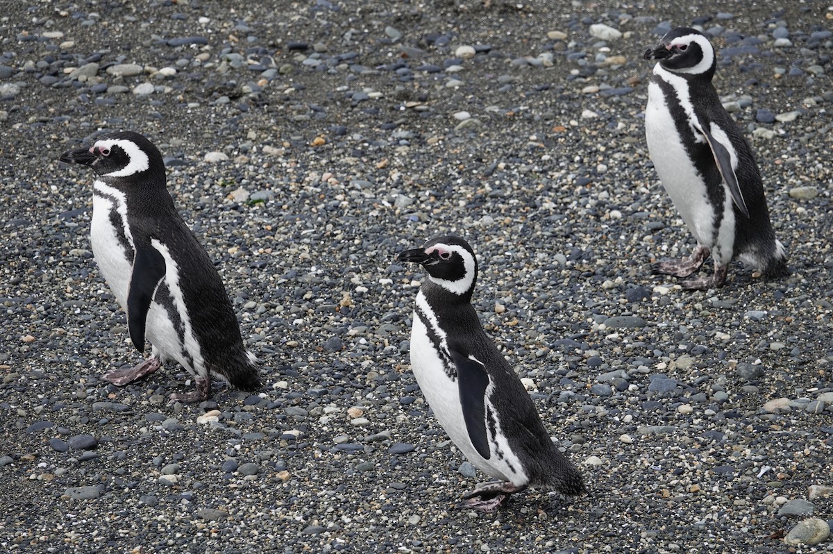 tučňák magellanský - ML642988143