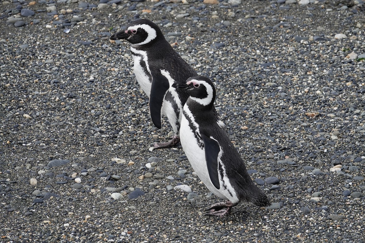 tučňák magellanský - ML642988144